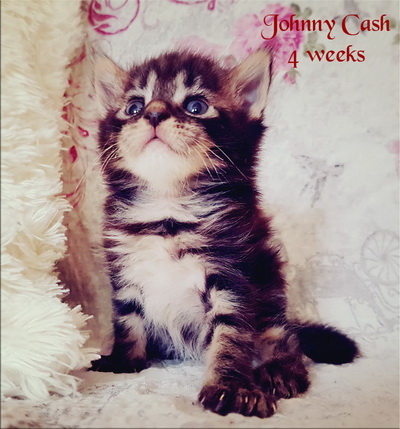JohnnyCash4