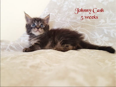 JohnnyCash5