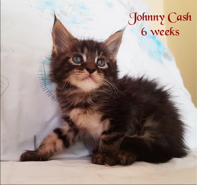 JohnnyCash6