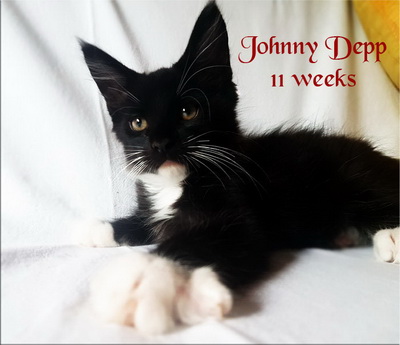 JohnnyDepp11