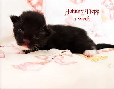 jdepp