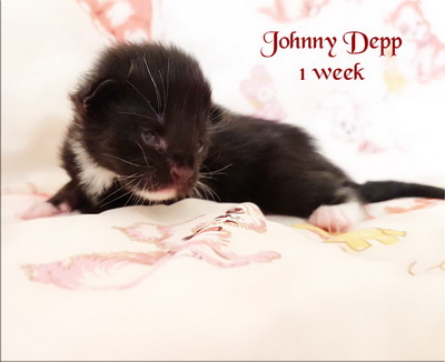 jdepp