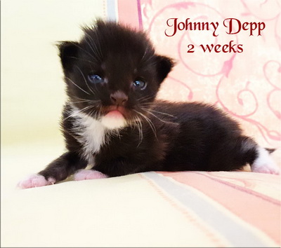 johnny depp2