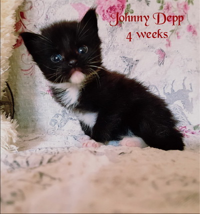 JohnnyDepp4