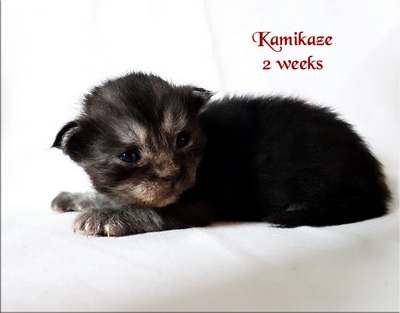 Kamikaze2weeks