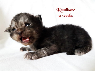 Kamikaze2weeks