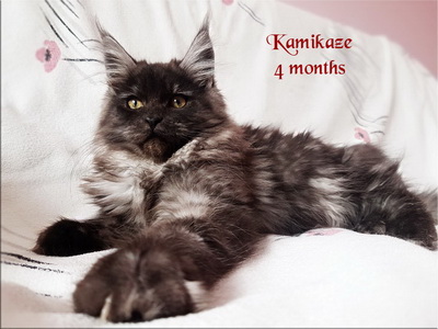 Kamikaze4months