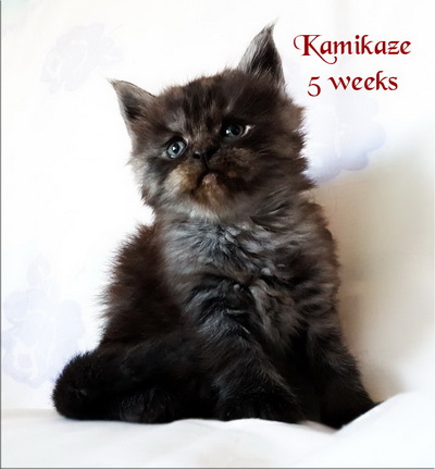 Kamikaze5weeks