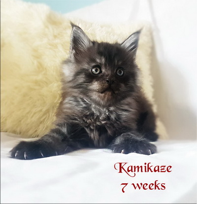 Kamikaze7weeks