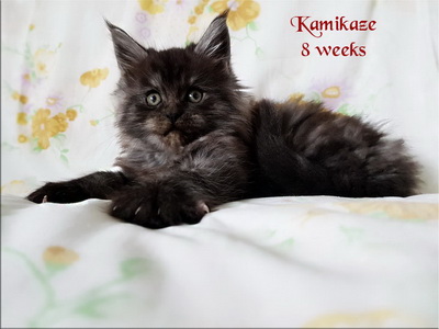 Kamikaze8weeks