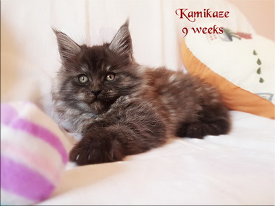 Kamikaze9weeks