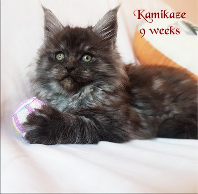 Kamikaze9weeks