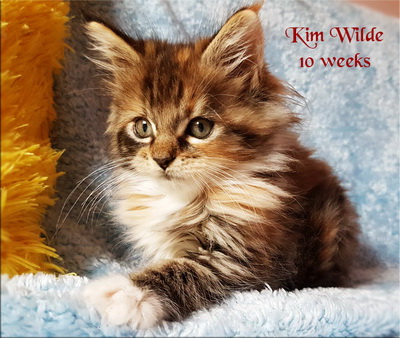 KimWilde10w