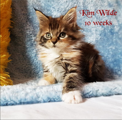 KimWilde10w