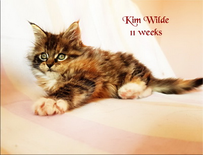 KimWilde11w