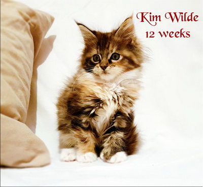 KimWilde12w