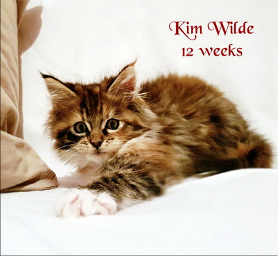 KimWilde12w