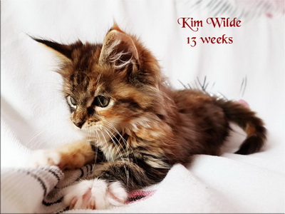 KimWilde13w