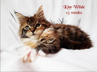 KimWilde13w