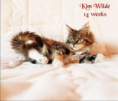 KimWilde14w
