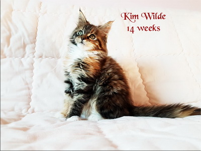 KimWilde14w