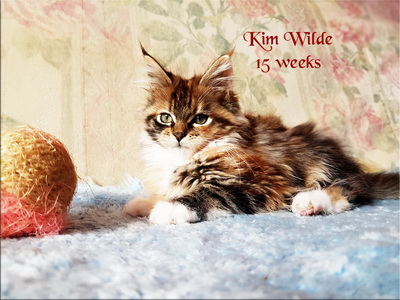 KimWilde15w