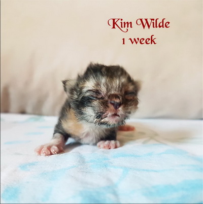 KimWilde1w