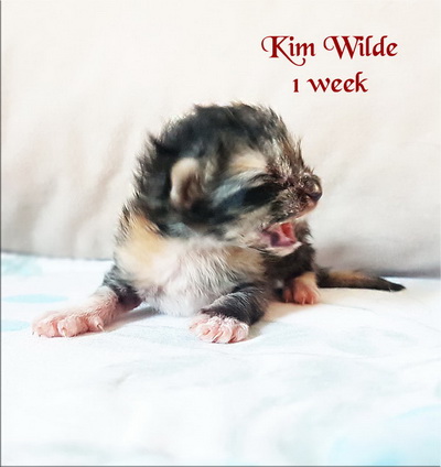 KimWilde1w