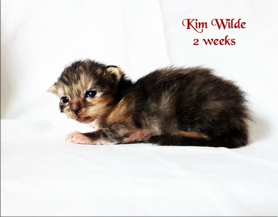 KimWilde2weeks