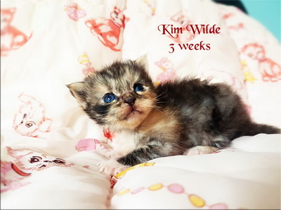 KimWilde3weeks
