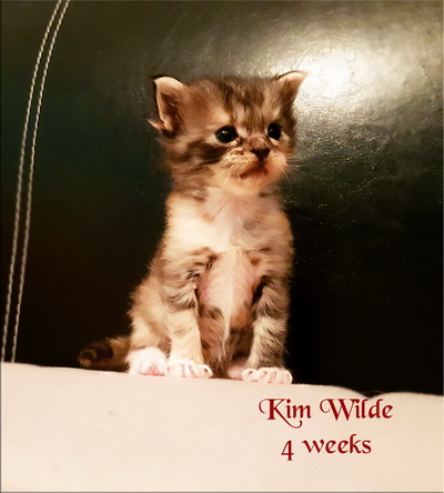 KimWilde4weeks