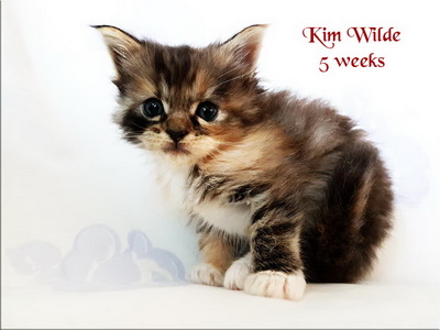 KimWilde5weeks