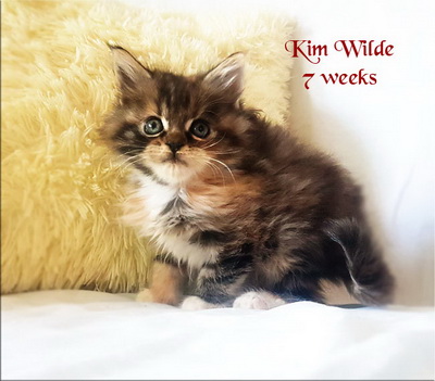 KimWilde7weeks