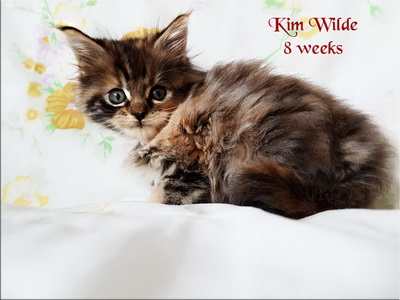 KimWilde8weeks