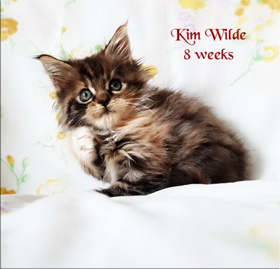 KimWilde8weeks