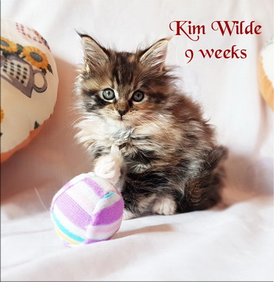 KimWilde9weeks