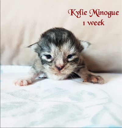 KylieMinogue1w