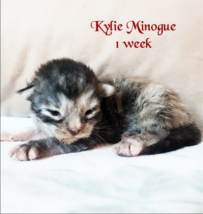 KylieMinogue1w