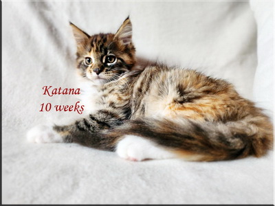 katana10weeks