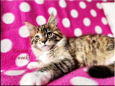 katana11weeks