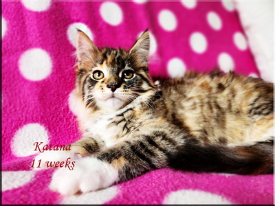 katana11weeks