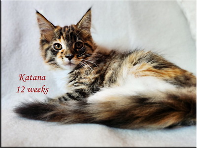 katana12weeks