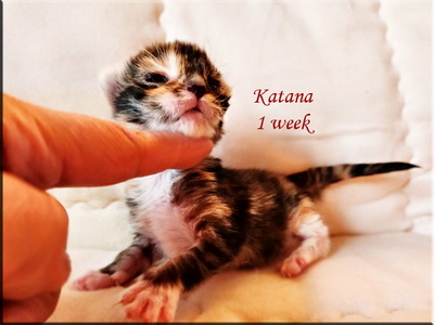 katana1week