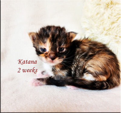 katana2weeks