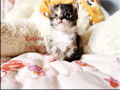 katana3weeks