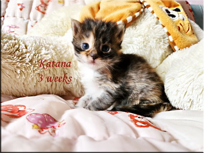 katana3weeks