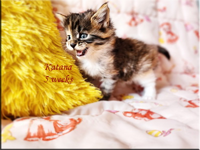 katana5weeks