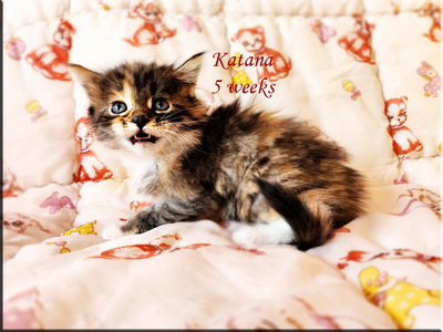 katana5weeks