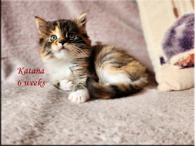 katana6weeks