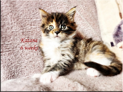 katana6weeks